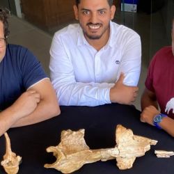 De izquierda a derecha Mohamed Sameh, Abdullah Gohar y Hesham Sallam, los autores del estudio, junto a los fósiles de la nueva especie de ballena hallada.