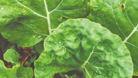 Su uso en la cocina es como el de la espinaca. Incluso se pueden combinar ambas verduras en tortillas, cremas y rellenos.