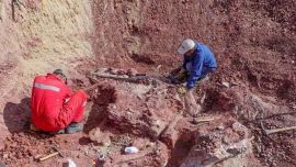 Los pescadores encontraron la parte superior del cráneo de un prehistórico mastodonte.