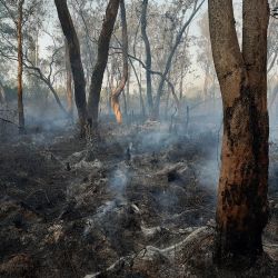 El fuego se originó en las inmediaciones de la aldea myba guaraní Fortín Mbororé, ubicada en el límite de la Reserva Municipal El Eucaliptal, en Puerto Iguazú.