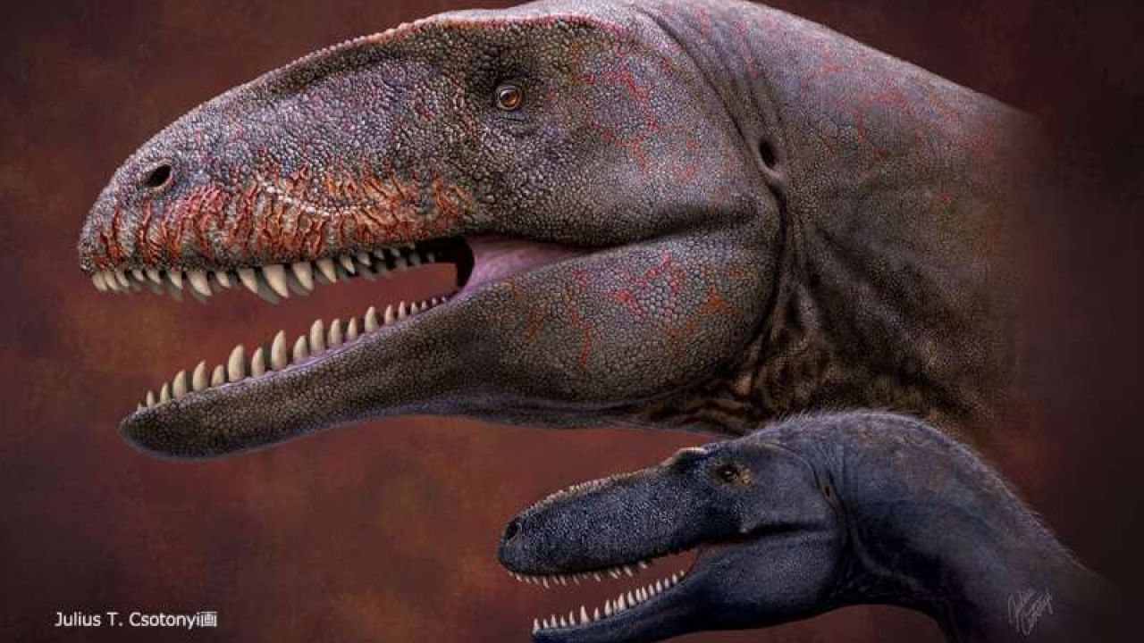 Descubren un nuevo dinosaurio: era el máximo depredador antes del  Tiranosaurio Rex | Perfil