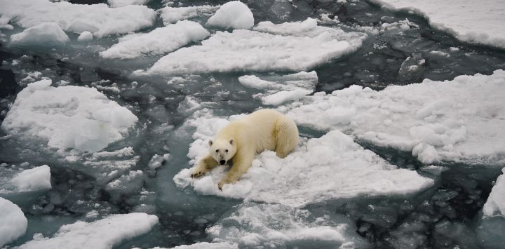 Un oso polar es visto en la bahía de Essen frente a la costa de la Tierra del Príncipe Jorge.