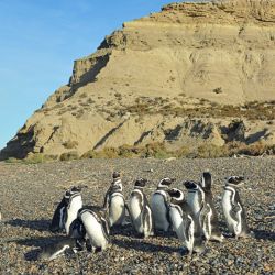 Llegó septiembre y con el mes, arriban los pingüinos a las costas de Chubut. 