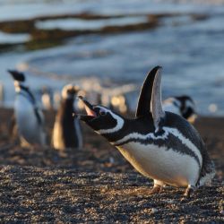 Llegó septiembre y con el mes, arriban los pingüinos a las costas de Chubut. 