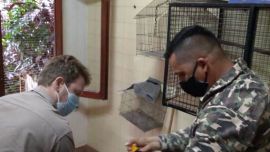 El ave se encontra herido, probablemente a raiz de un disparo.