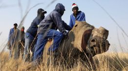 descornan rinocerontes en Sudáfrica para evitar la caza predatoria