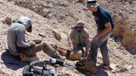 Todos los fósiles hallados están conservados en tres dimensiones y en perfecto estado.