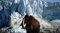 Empresa de genética busca recrear un mamut