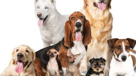 Por naturaleza, hay perros más juguetones que otros.