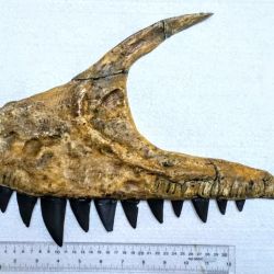 Los dientes de esta especie de dinosaurio son muy parecidos a los del tiburón.