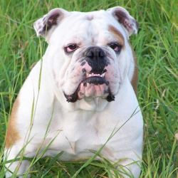 El bulldog inglés es de los perros màs vagonetas que existen.