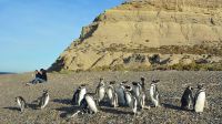 Chubut: Punta Tombo vuelve a recibir visitantes