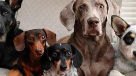 Hay perros a los que les encanta hacer la menor actividad física posible.