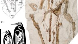 Se trata del esqueleto de pingüino gigante más completo jamás descubierto