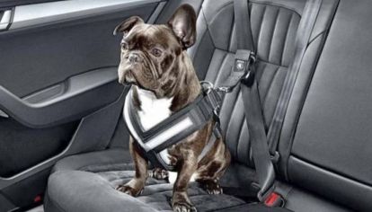 ¿Cómo tienen que viajar las mascotas en los autos?
