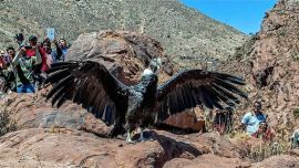 Es la suelta más grande de estas aves en la Argentina.