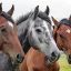 0920_caballo