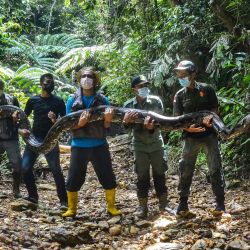 Los guardabosques posando con una pitón sedada de 9 metros de largo, que se estima en unos 100 kilogramos, capturada cerca de una aldea en Kampar y luego devueltos a la jungla vecina de Palalawan. | Foto:AFP