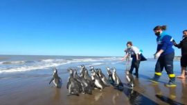 Los 14 pingüinos fueron liberados en las aguas de San Clemente del Tuyù.