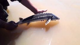 La captura se desarrolló el martes 21 de septiembre, sobre el río Coronda.