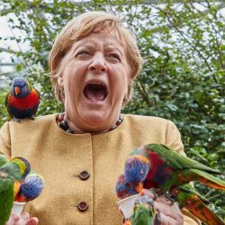 La canciller alemana, AngelaMerkel, reacciona mientras alimenta a los loritos en el Parque de las Aves en Marlow, en el norte de Alemania.  | Foto:AFP