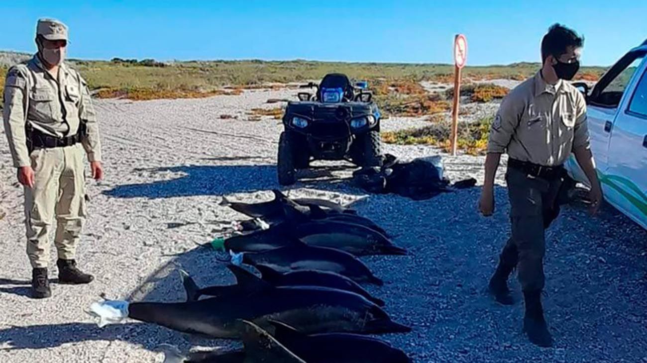 Encontraron 15 delfines muertos en una costa de la provincia de Río Negro