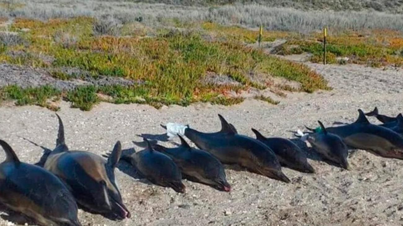 Encontraron 15 delfines muertos en una costa de la provincia de Río Negro