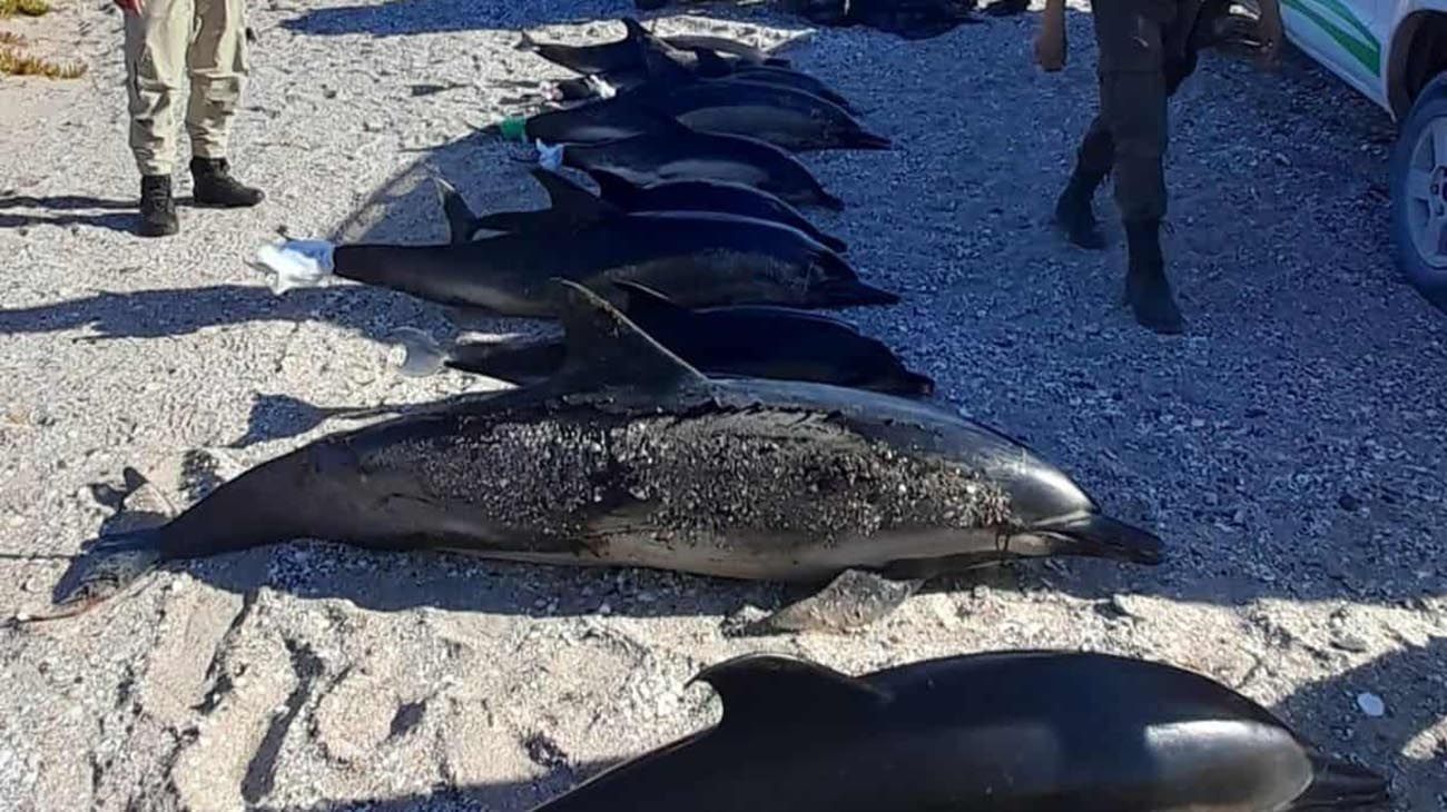 Encontraron 15 delfines muertos en una costa de la provincia de Río Negro