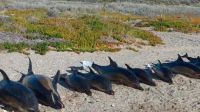 delfines 20210923