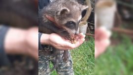 El animal habìa sido rescatado en el monte.