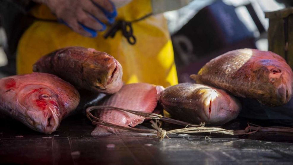El Gobierno prohibió la exportación de pescados de río
