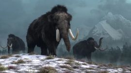 El primer paso será la creación de un híbrido de elefante y mamut a través de embriones de laboratorio.