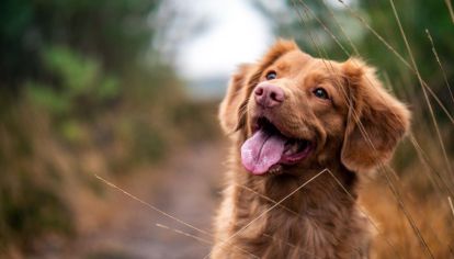 Las mejores actividades para hacer con tu mascota.