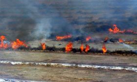Bosques incendiados
