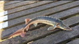 El socio Hugo Fernández, quién va a pescar una vez para semana para entretenerse, estaba buscando capturar algún bagre blanco o amarillo, cuando se encontró con un pique inesperado.