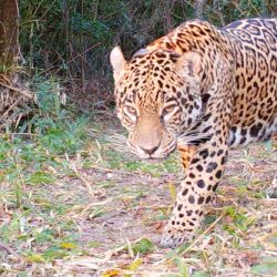 Liberaron otro yaguareté en el Parque Nacional Iberá.