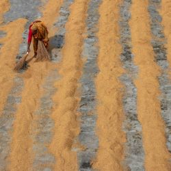 Imagen de una trabajadora volteando arroz para secar bajo el sol, en el distrito de Munshiganj, en Dhaka, Bangladesh. | Foto:Xinhua/Joy Saha/ZUMAPRESS