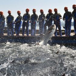 Trabajadores cosechan peces con una gran red de pesca en el lago Qiandao, en el este de China. | Foto:Xinhua/Huang Zongzhi