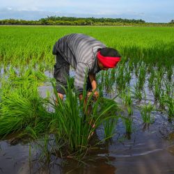 Un trabajador inspecciona la vegetación atacada por caracoles en un campo de arroz en Sekinchan, estado de Selangor, Malasia. | Foto:Mohd Rasfan / AFP