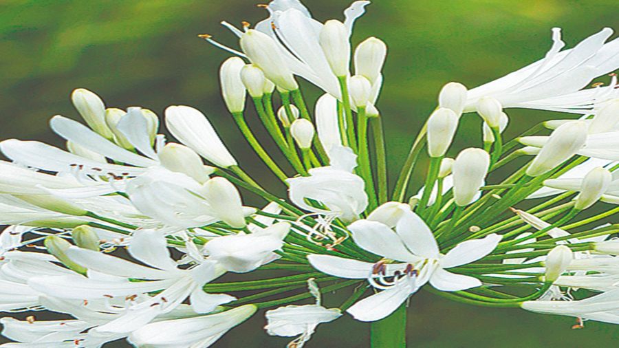 Agapanto La flor del amor