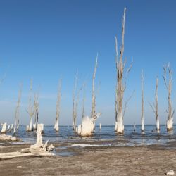 Los árboles secos por la sal que les dejaron las inundaciones marcas los sitios destacados de los hoteles de antaño en Ansenuza. 