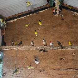 En total se liberaron 84 aves.