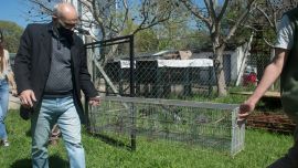 En total se liberaron 83 aves.