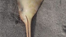 Uno de los dos ejemplares apareció, sin vida, en una playa de Mar Chiquita.