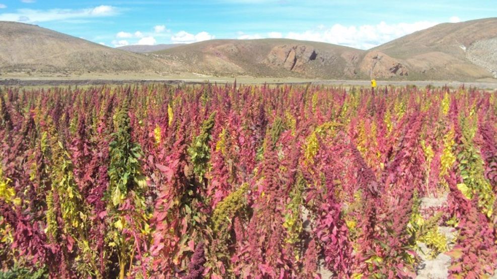 Cultivo de quinoa