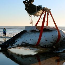Rescuers help stranded humpback whales (Megaptera novaeangliae) on the shores at Lucila del Mar, Buenos Aires Province. Photo provided by Mundo Marino Foundation.