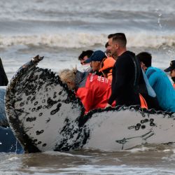 Rescuers help stranded humpback whales (Megaptera novaeangliae) on the shores at Lucila del Mar, Buenos Aires Province. Photo provided by Mundo Marino Foundation.