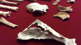 San Pedro: encuentras restos de 6 siervos de más de 10 mil años de antigüedad