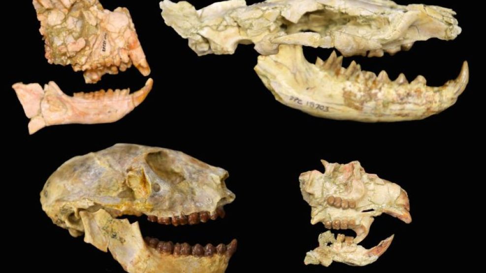 Fósiles de los grupos clave utilizados para revelar la extinción del Eoceno-Oligoceno en África