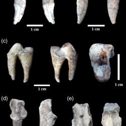 Los huesos fosilizados hallados corresponden a un espécimen adulto con un tamaño corporal pequeño, de aproximadamente 3 a 4 kilos de peso, 